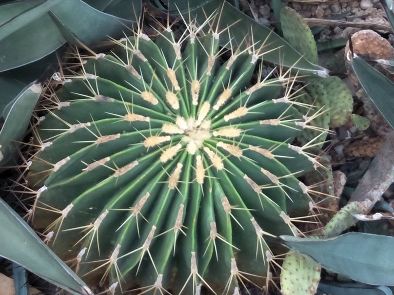 6 Ferocactus histix.jpg