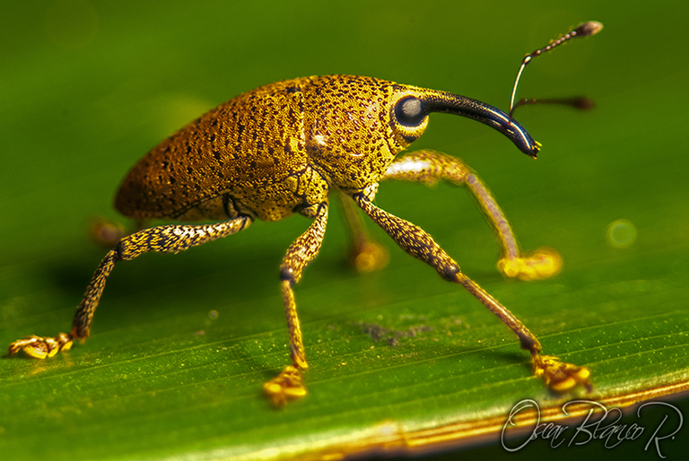 weevil001.png