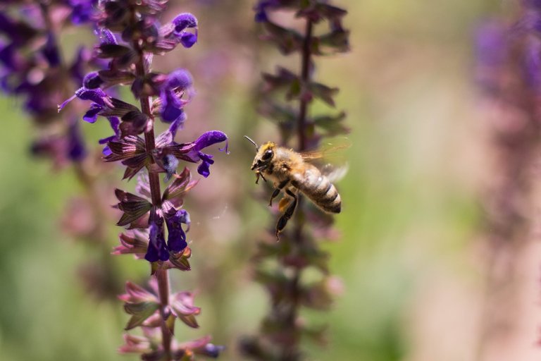 2018-MikeBryantPhotography-Flowersbee-closeup-1.jpg