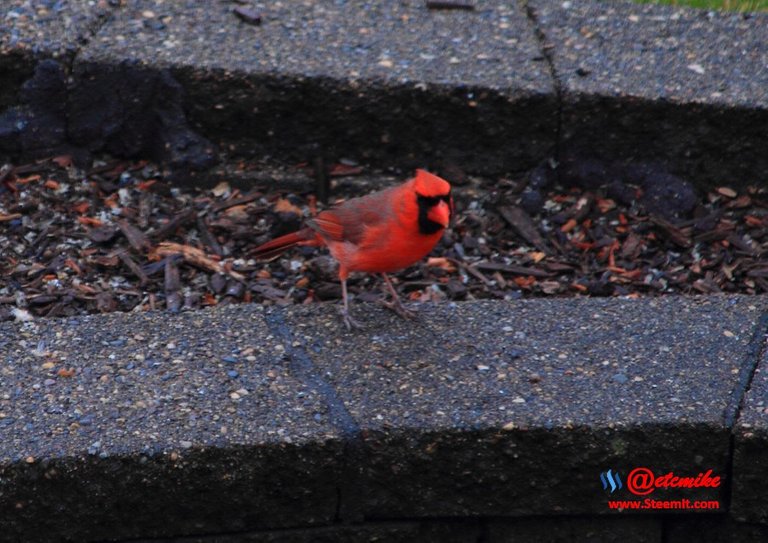 Northern Cardinal IMG_0475.JPG