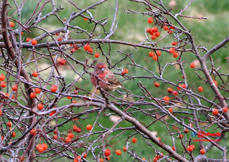 House Finch PFW01-35.JPG