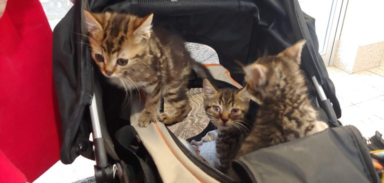 kittens.jpg