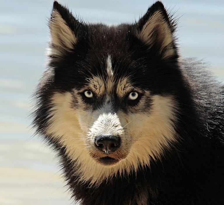 husky-3380548_960_720.jpg