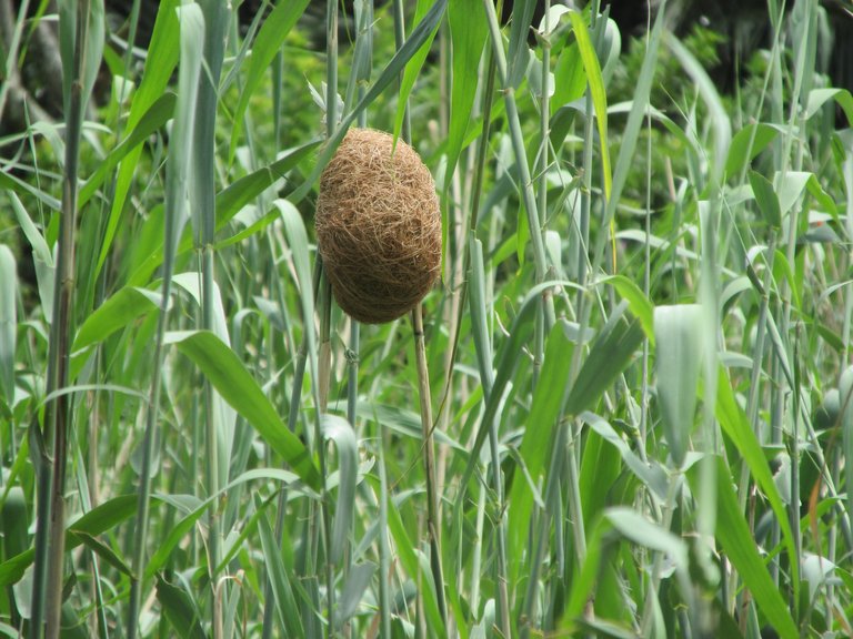 Southern Red Bishop Bird Nest Photography.JPG