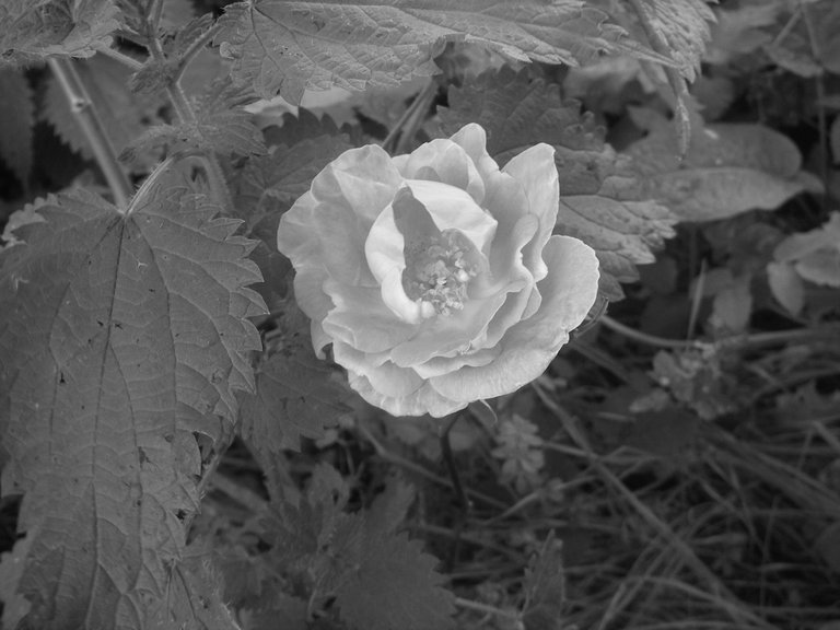 Autumn Rose greyscale.jpg