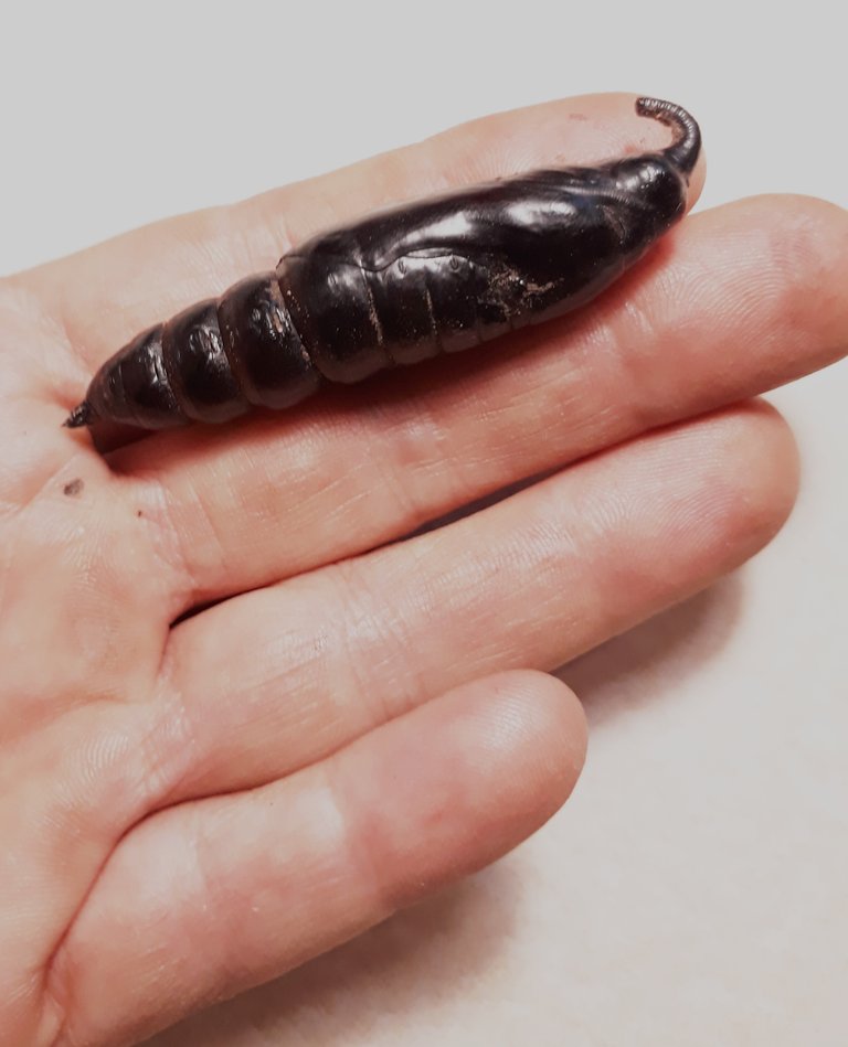 hawk moth pupae3.jpg