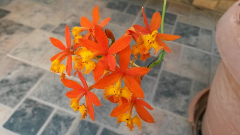 mini orquideas.jpeg