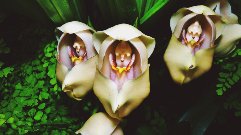cropped-Orquidea-bb-1024x575.png