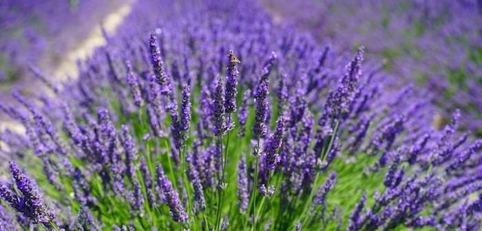 CAMPOS-DE-LAVANDA--700x336.jpg