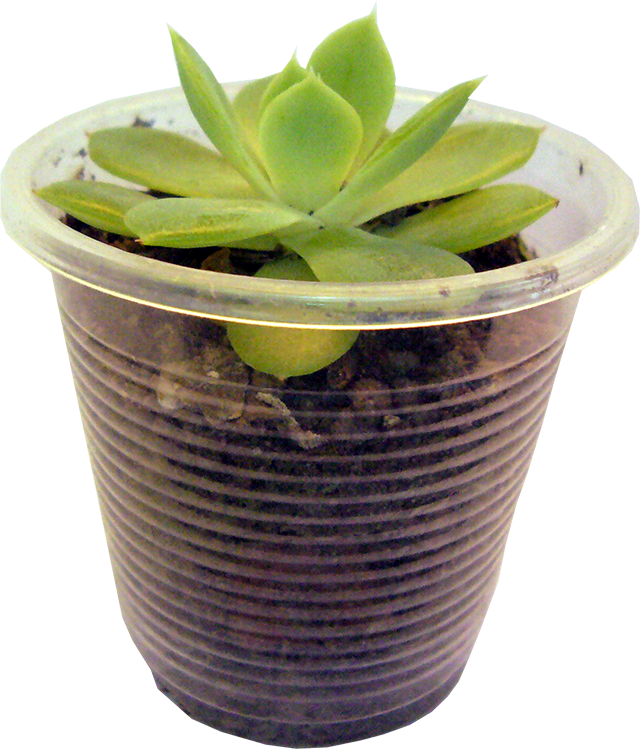 planta 1.png