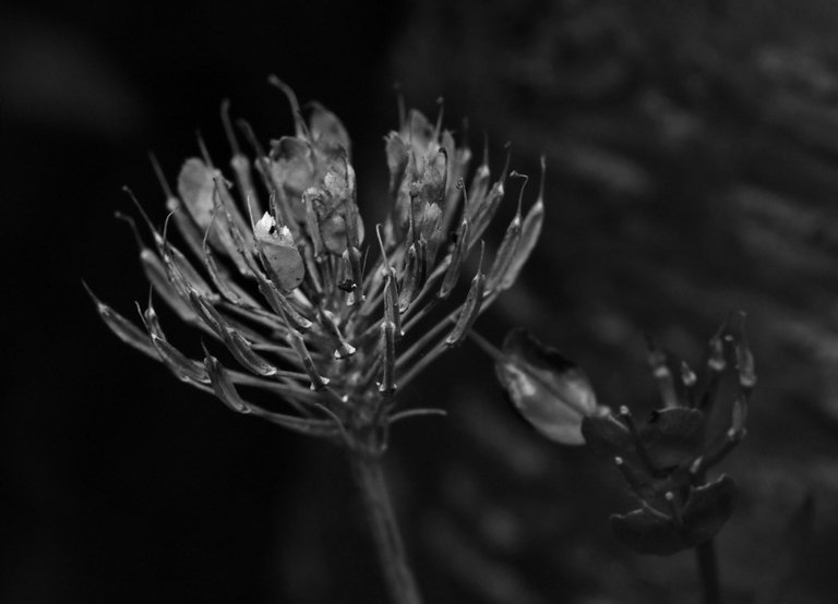 drystuff seed pods 2 candytuft bw.jpg