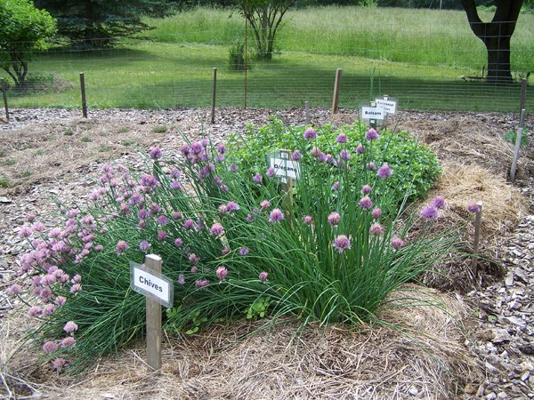 New Herb garden - Row 7 - chives1 crop June 2018.jpg