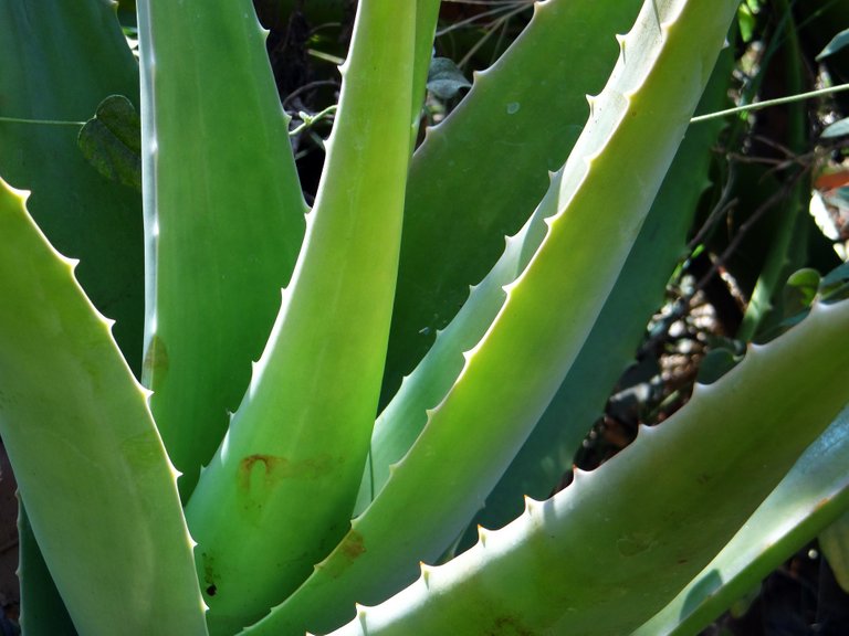 aloe-vera-262718_1920.jpg