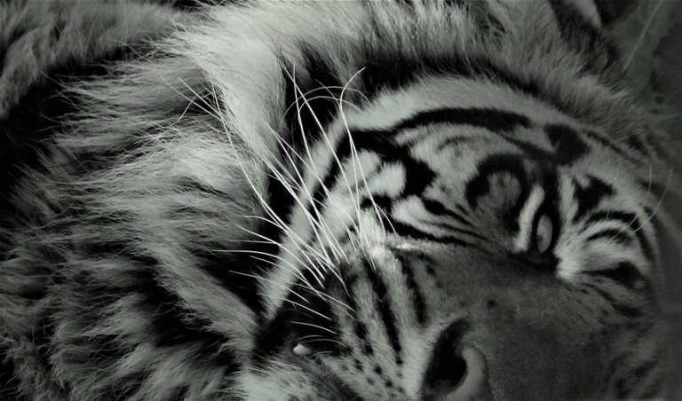 eye of the tigerB&W.jpg