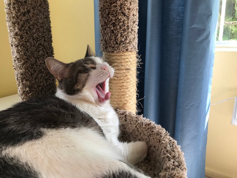 tigeryawn1.jpg