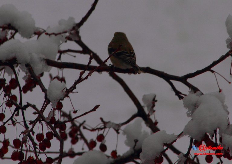 American Goldfinch IMG_0013.JPG