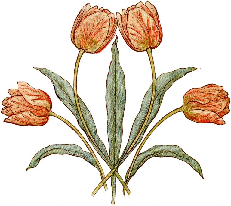 Vintage-Tulips-Illustration-GraphicsFairy.jpg
