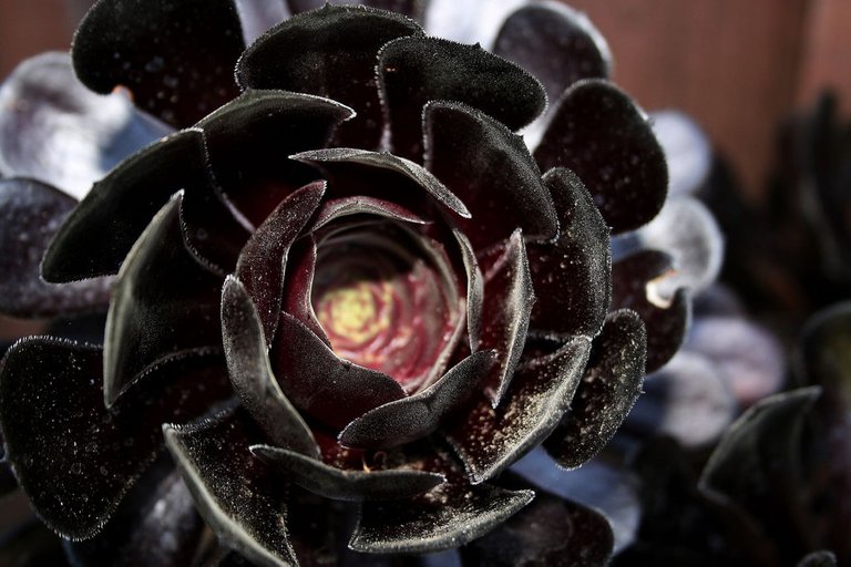 black cactus flower.jpg