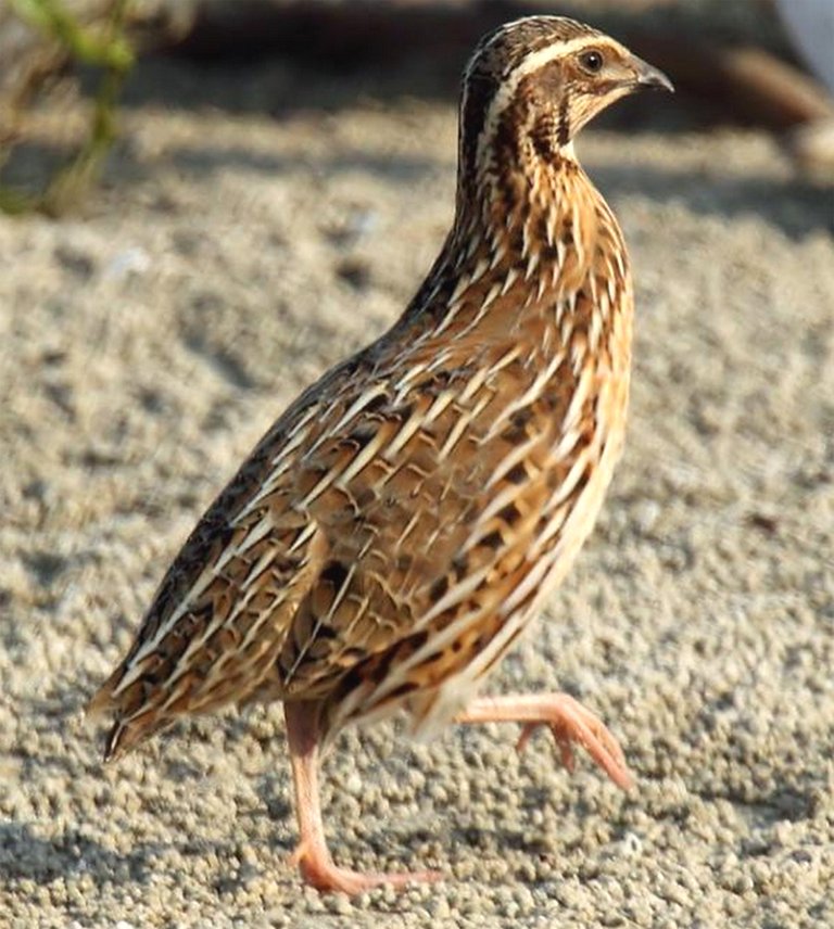 Quail%2BFarming%2Bin%2Bbangladesh.jpg