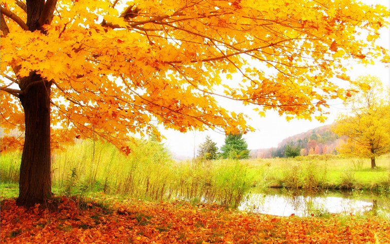 HD-Autumn-Scenery-Wallpaper.jpg