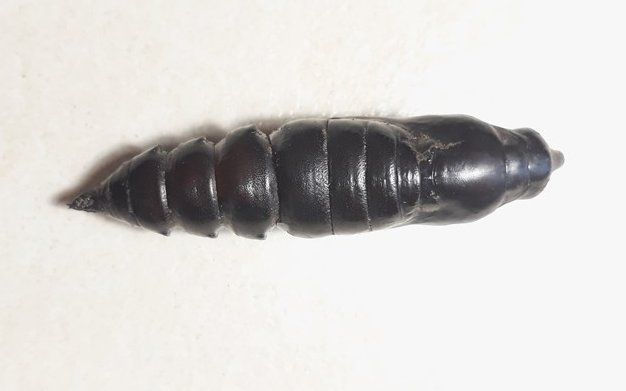 hawk moth pupae.jpg