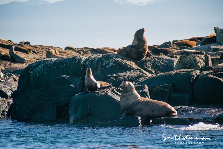 Stellar Sea lion-9.jpg