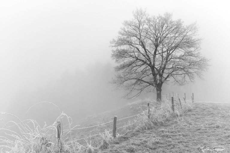 2018-12-21-Frozen-Fence-01.jpg