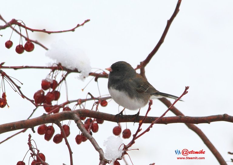 Dark-eyed Junco IMG_0208.JPG