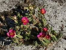 Portulaca.jpg