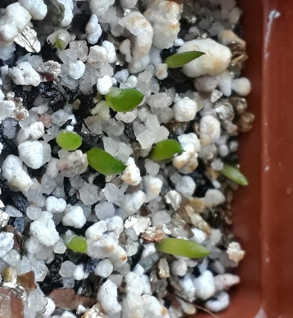 haworthia seedlings02.jpg