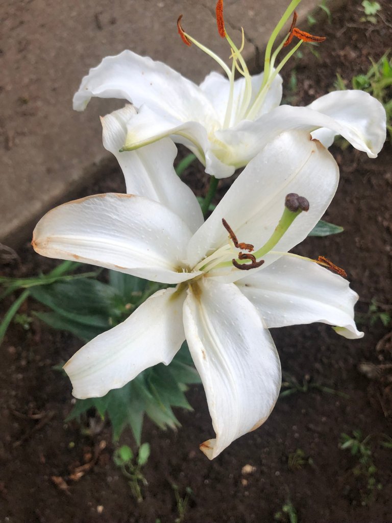 big white lily flowers