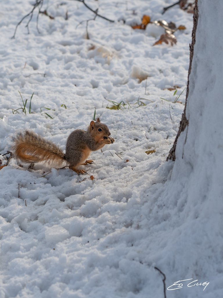 Arboretum_s-00909_Squirrel Watching you.jpg