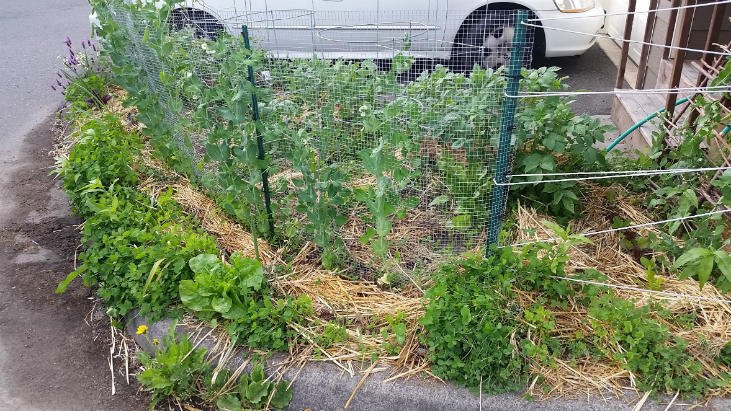 small-garden-with-snap-peas.jpg