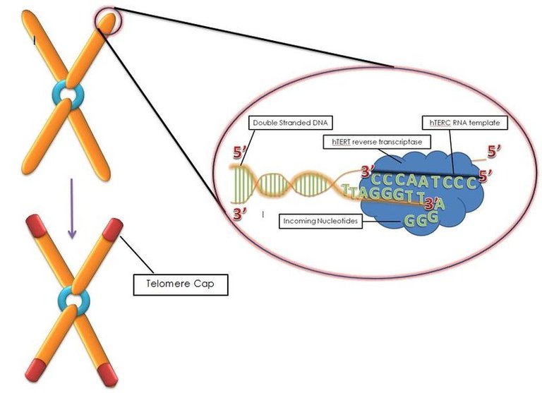 800px-TelomeraseMechanism.jpg