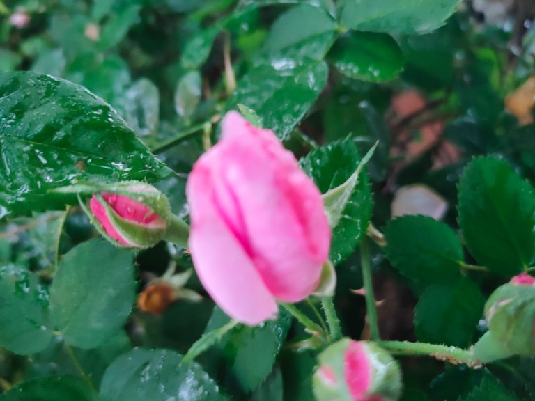 IMG20230329075053.jpg