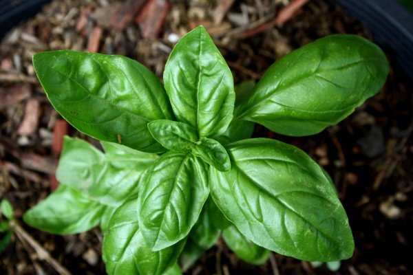 sweet-basil-plant-600x400.jpg