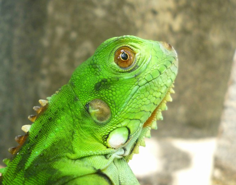 IgUANA08.jpg