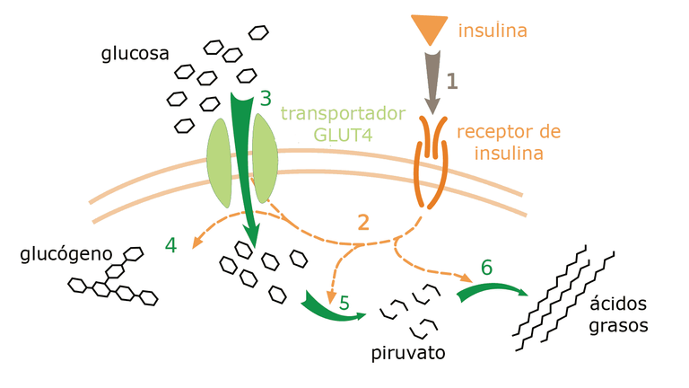 metabolismo-glucosa-insulina.png