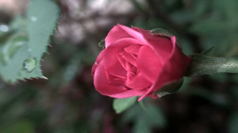 IMG_20180723_084602_HDR.jpg