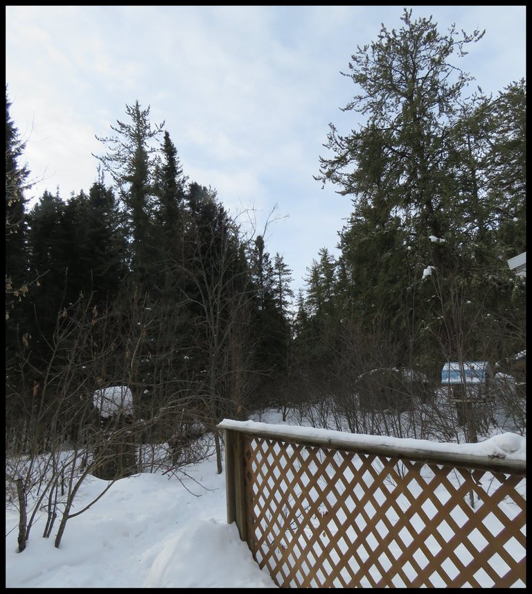 snow scene fence leading to evergreens.JPG