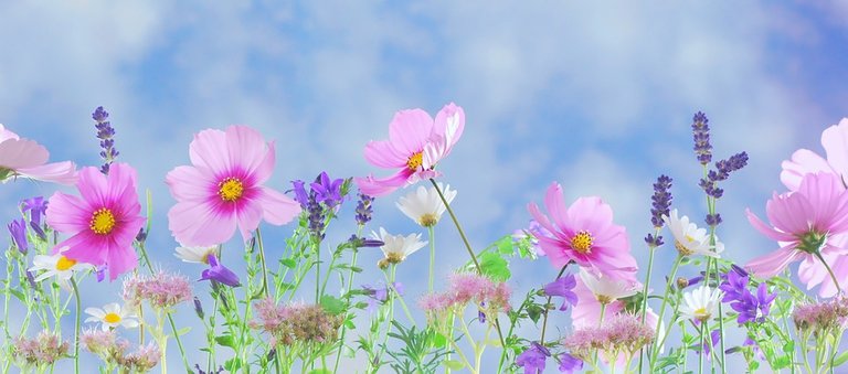 wild-flowers-571940_960_720.jpg