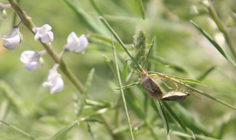 beetles mating.JPG