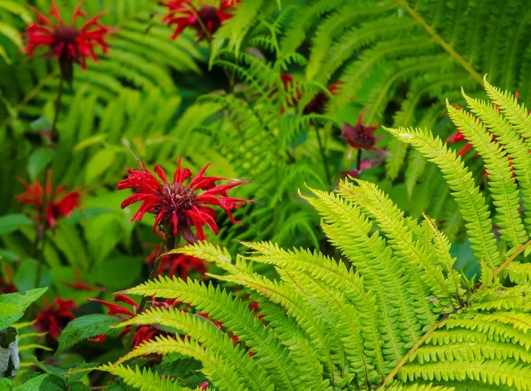 ferns-10.jpg