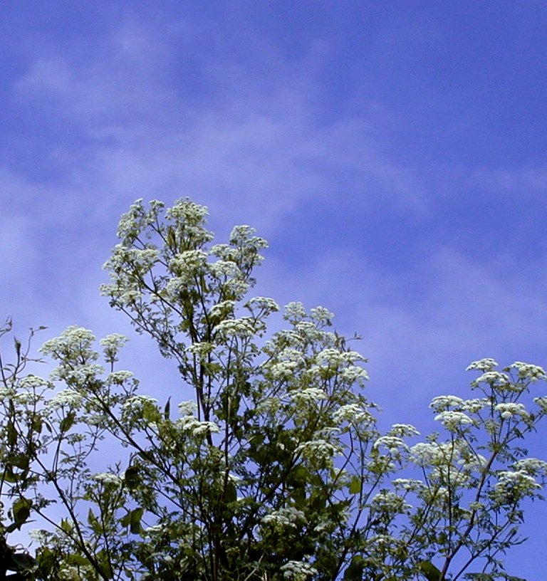 white flowers.jpg