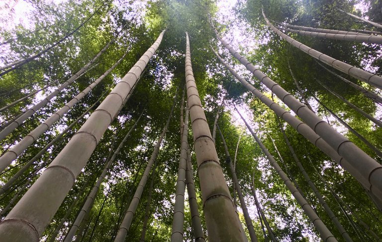 bambouseraie-arashiyama-3.jpg