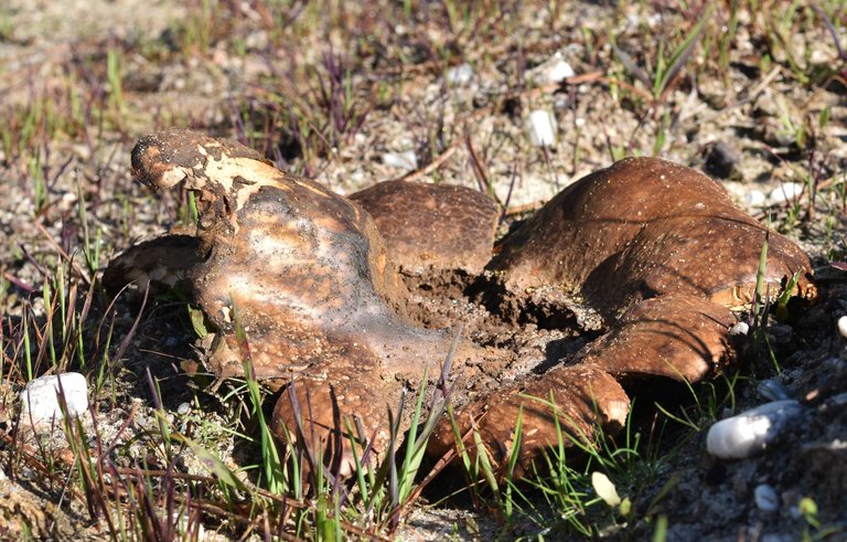 Scleroderma polyrhizum ground mushroom 9.jpg