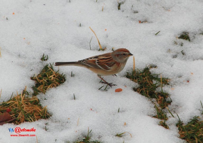 American Tree Sparrow PFW13_0153.JPG