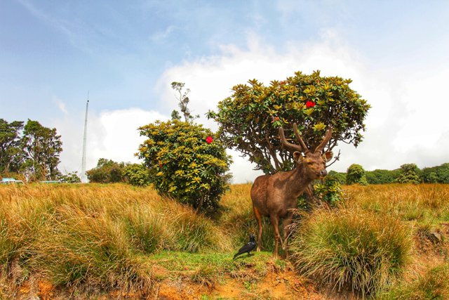 Sambar Deer Wild.jpg