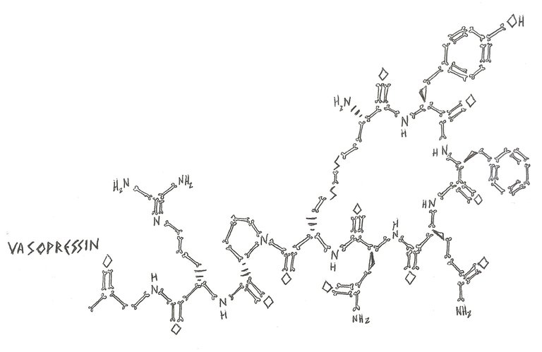 vasopressin.jpg