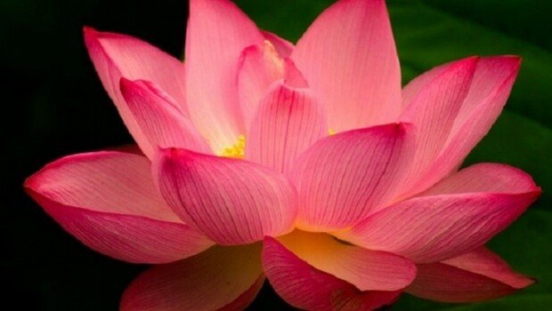 lotus-flower-feat-1-620x350.jpg